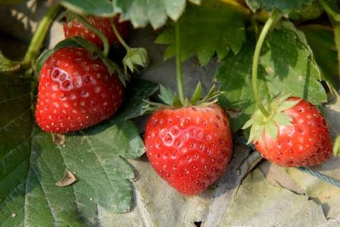 Strawberry field Stock Photos