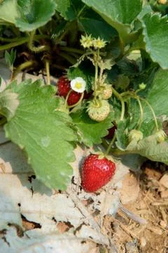 Strawberry field Stock Photos