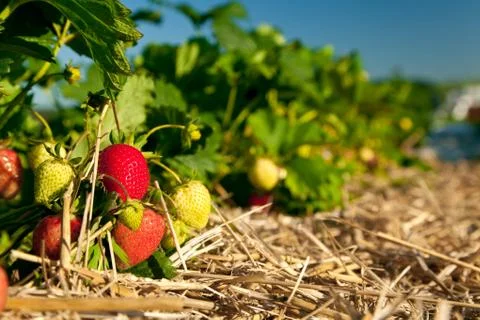 Strawberry Field 写真素材