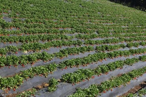 Strawberry field Stock Photos