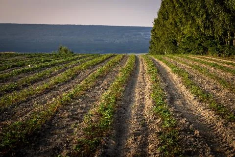 A strawberry field. Stock Photos