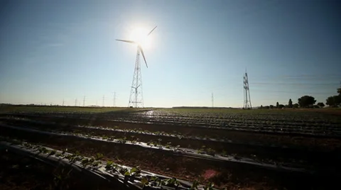 Strawberry field, Wind Engine, Shadow 스톡 동영상 29211999