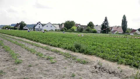 Strawberry field with workers in Germany, Video stock 131881435