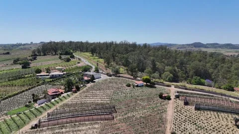 Strawberry Fields – Aerial View of Agricultural Farm 4K Stock Footage 319996053