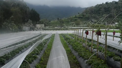 Strawberry fields, Bali, Indonesia Stock Footage 209414053
