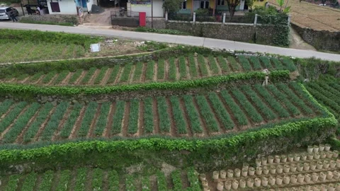 Strawberry fields in Bandung Stock Footage 243002986
