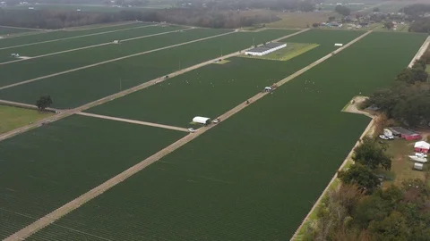 Strawberry Fields being Harvested from the air Stock Footage 101189699