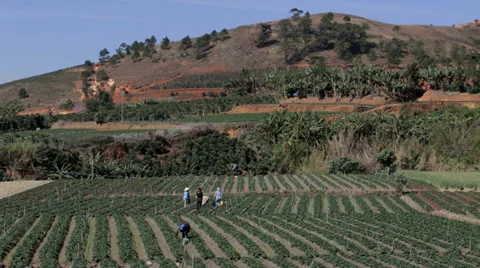 Strawberry Fields in Da Lat Vietnam Stock Footage 35559814