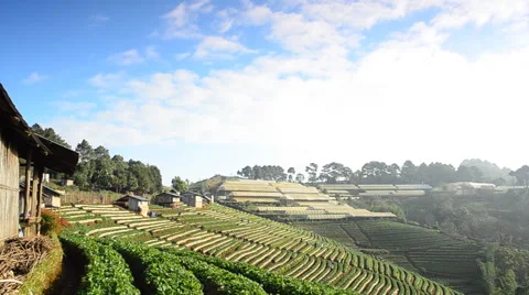 Strawberry fields. HD Stock Footage 41844411