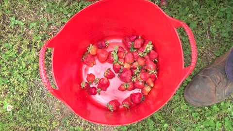 Strawberry Fields Lapse Stock Footage 101256509