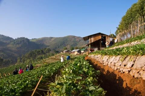 Strawberry fields Stock Photos