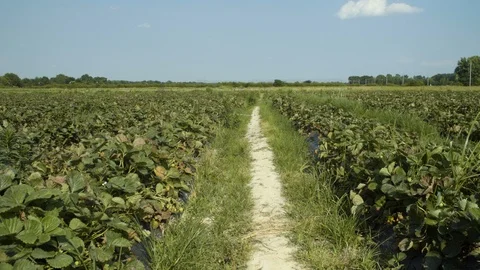 Strawberry Fields On Sunny Day Stock Footage 110273604
