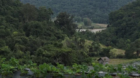 Strawberry fields in Thailand Video stock 129826275