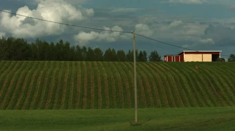 Strawberry fields timelapse Stock Footage 49151183