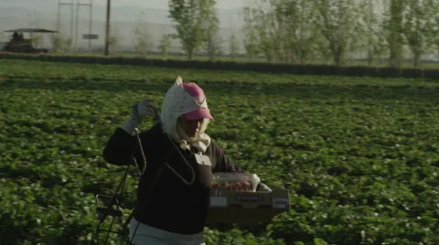 Strawberry Fields Worker About to Weigh Fruit Stock Footage 52099081