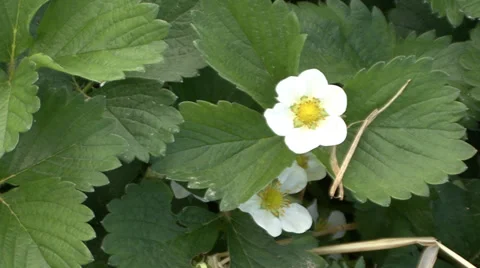 Strawberry flower bloom Stock Footage 39666212
