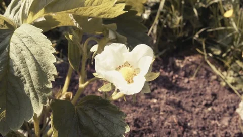 Strawberry Flower Close Up Stock Footage 242673441