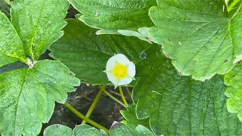 Strawberry Flower in a Field Stock Footage 243523596