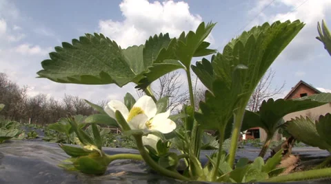 Strawberry flower Stock Footage 38300947