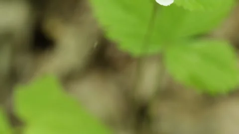 Strawberry flower 库存影片 131401939