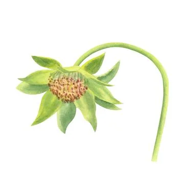 Strawberry flower isolated on white background. Watercolor illustration. Stock Illustration
