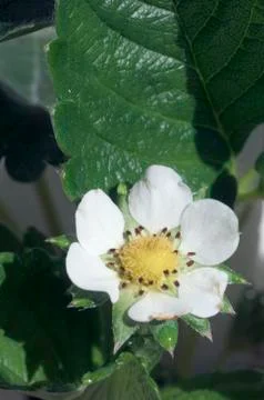 Strawberry flower Stock Photos