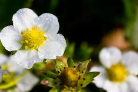 Strawberry flower Stock Photos