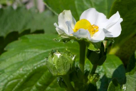 Strawberry, flower Stock Photos