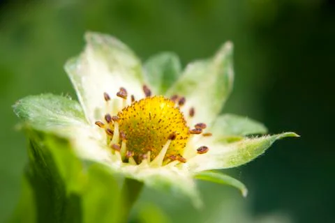 Strawberry, flower Stock Photos