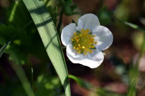 Strawberry  flower Stock Photos