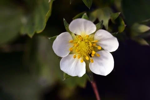Strawberry  flower Stock Photos