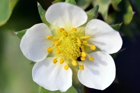 Strawberry  flower Stock Photos