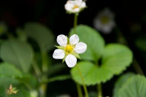 Strawberry flower Stock Photos