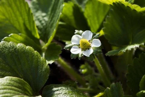 Strawberry flower Foto stock