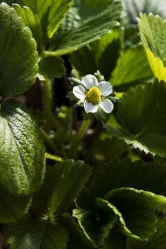 Strawberry flower Stock Photos