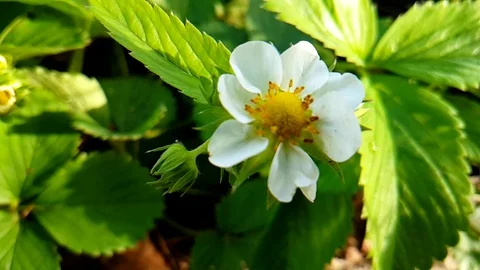 Strawberry flower slow-motion Stock Footage 89456412