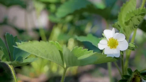 Strawberry flower with white petals Stock Footage 345605059