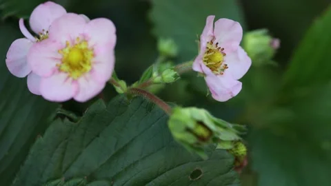 Strawberry flower in wind Stock Footage 200761554