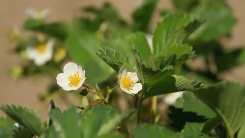 Strawberry flowers bloomed on a plantation in spring Video stock 123777895