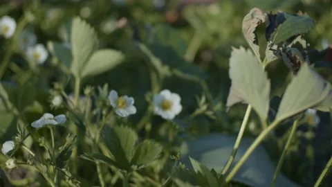 Strawberry flowers close up Stock Footage 130293795