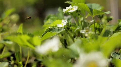 Strawberry flowers Stock Footage 34421238