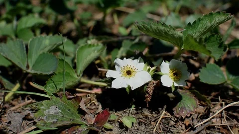 Strawberry flowers Stock Footage 106709789