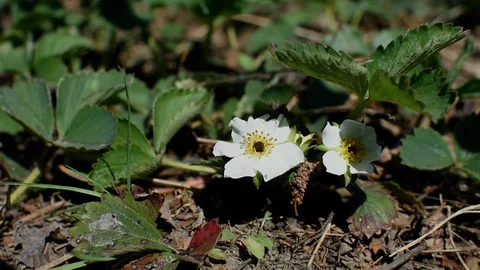 Strawberry flowers Stock Footage 106709918