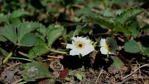 Strawberry flowers Stock Footage 106709946