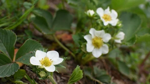 Strawberry flowers Video stock 107256685