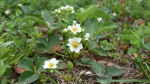 Strawberry flowers 스톡 동영상 107256726