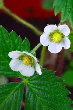 Strawberry flowers Stock Photos