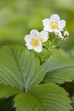 Strawberry flowers Stock Photos