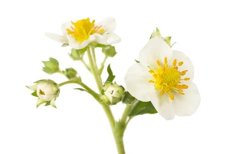 Strawberry flowers Stock Photos