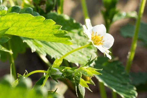 Strawberry flowers Stock Photos